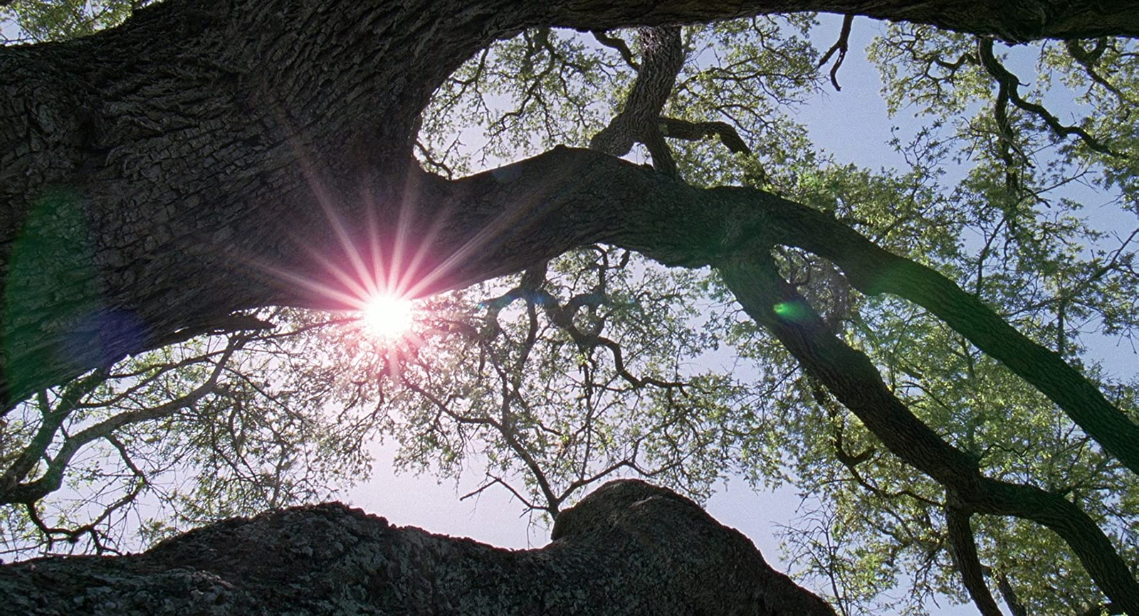 Plan contemplatif rappelant The Tree of Life dans Hamnet